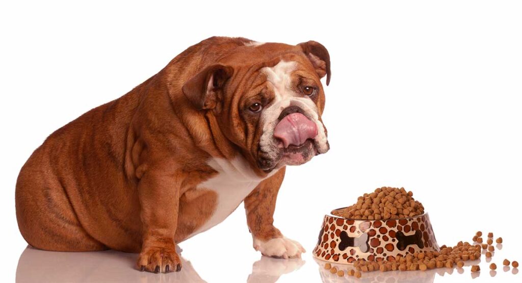 Lack Of Appetite in bulldogs