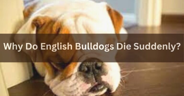 Why Do English Bulldogs Die Suddenly?
