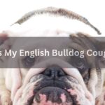 Why Is My English Bulldog Coughing?