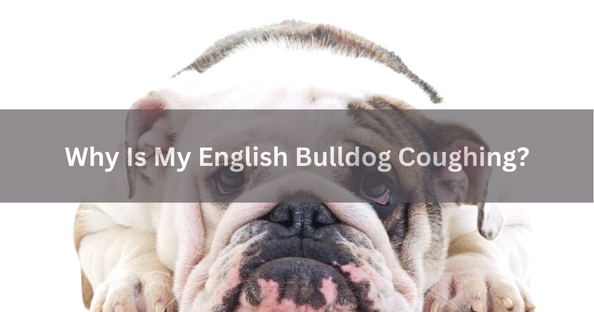 Why Is My English Bulldog Coughing?