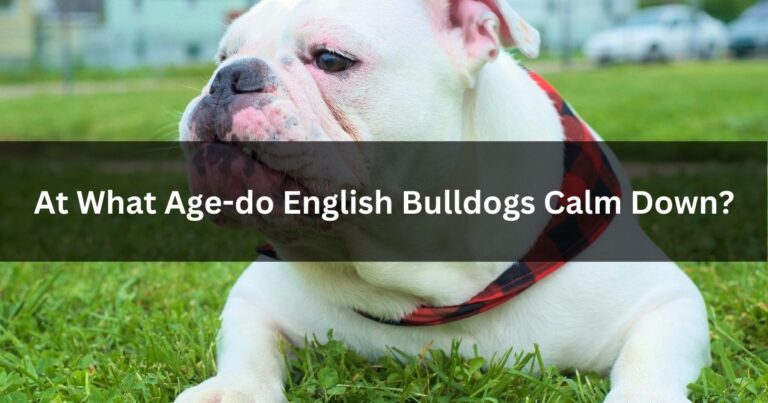 At What Age Do English Bulldogs Calm Down?