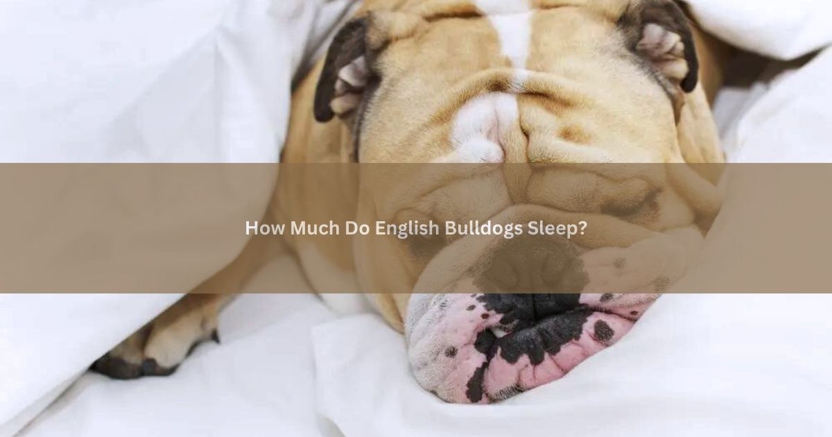 English Bulldogs Sleep
