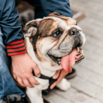 English Bulldog Be A Service Dog