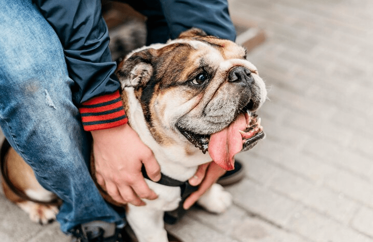 Can An English Bulldog Be A Service Dog?
