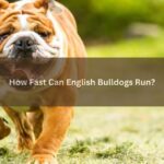 English Bulldogs Run