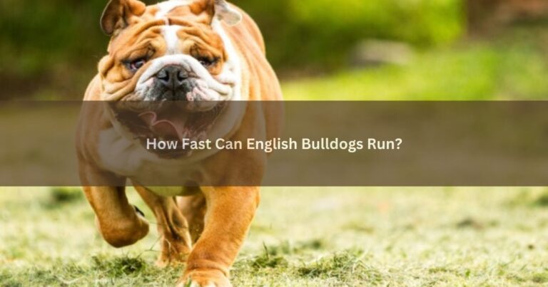 How Fast Can English Bulldogs Run?