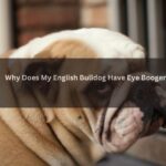 English Bulldog Have Eye Boogers