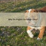 English Bulldogs Limp