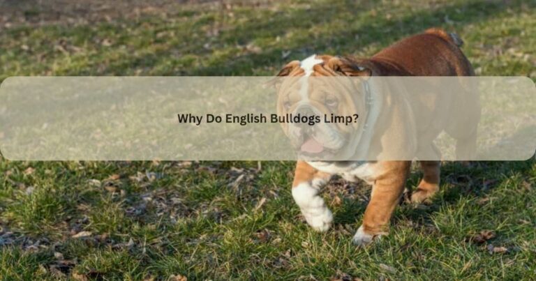 Why Do English Bulldogs Limp?