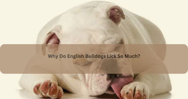 Why Do English Bulldogs Lick So Much?