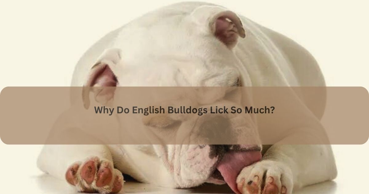 English Bulldogs Lick So Much