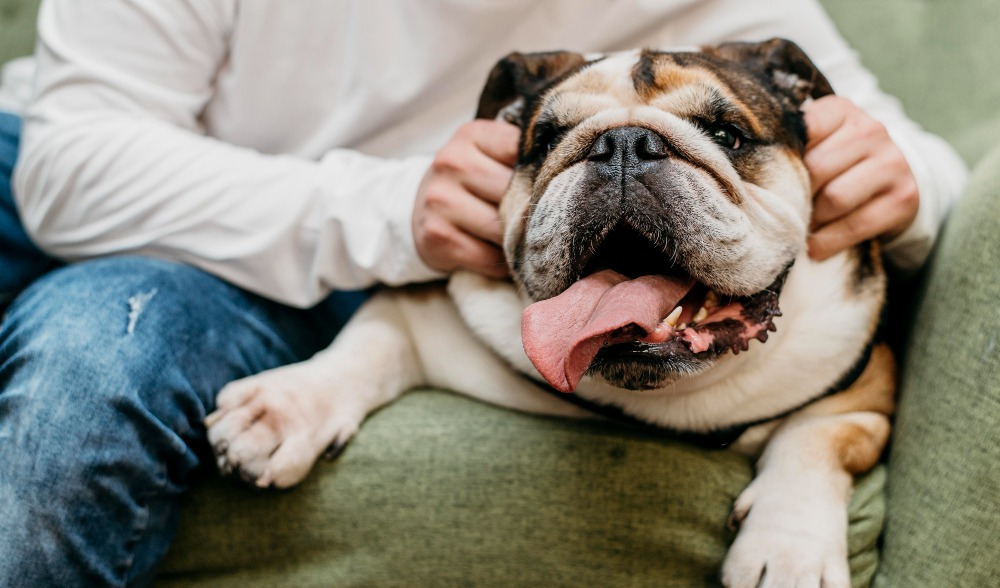 How To Calm A Hyper English Bulldog?