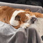 English Bulldog So Lazy