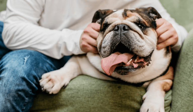 Why Do English Bulldogs Need to Be Artificially Inseminated?