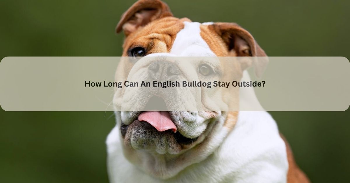 English Bulldog Stay Outside