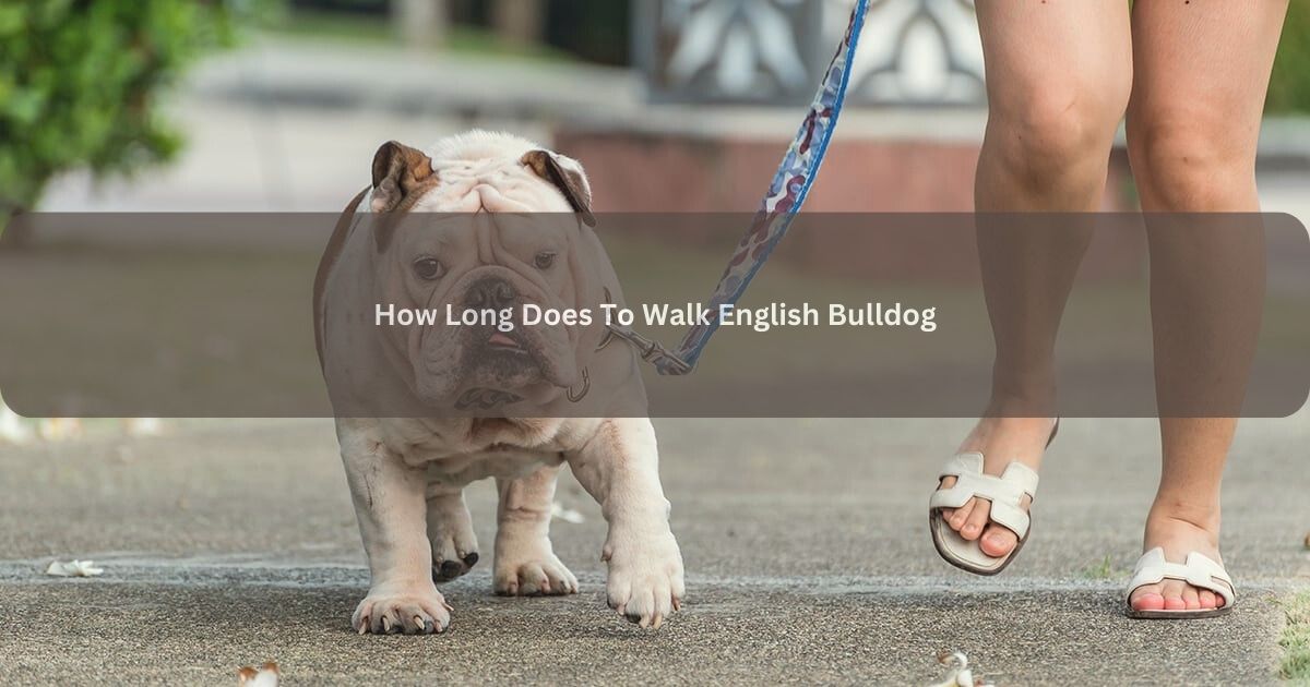 Does To Walk English Bulldog