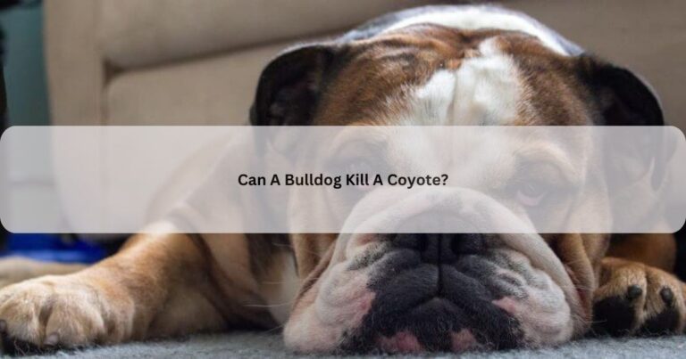 Can A Bulldog Kill A Coyote?