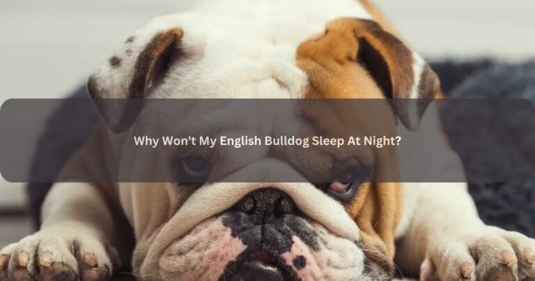 Why Won’t My English Bulldog Sleep At Night?