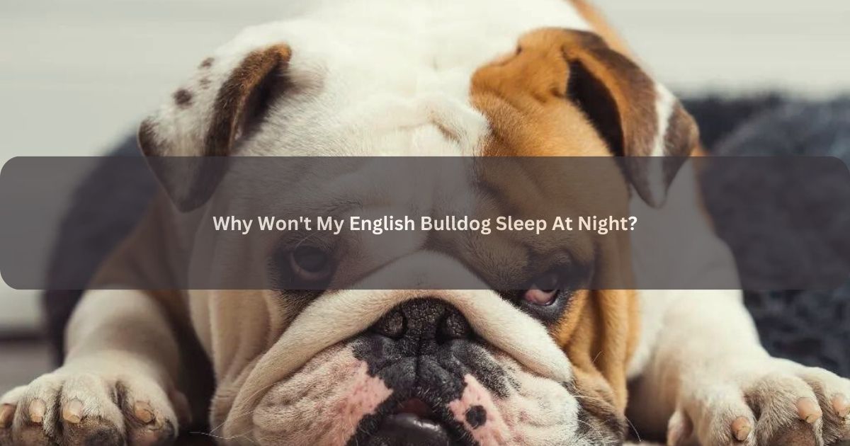 English Bulldog Sleep At Night