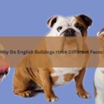 English Bulldogs Have Different Faces