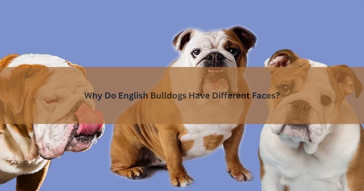 English Bulldogs Have Different Faces