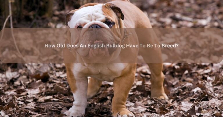 How Old Does An English Bulldog Have To Be To Breed?