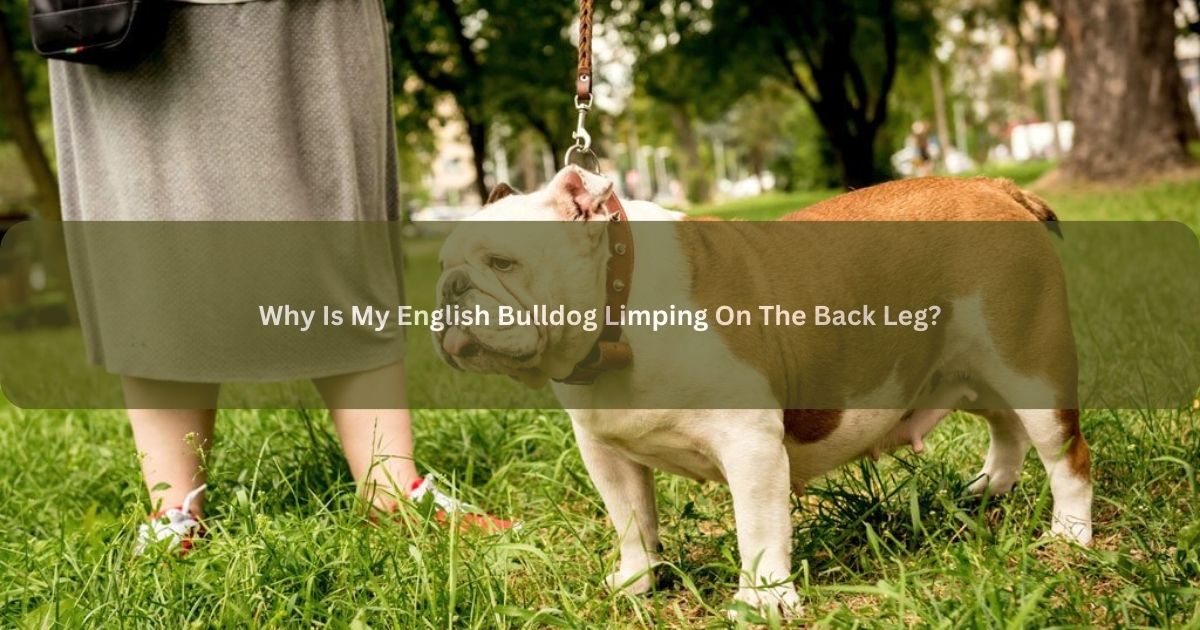 English Bulldog Limping On The Back Leg