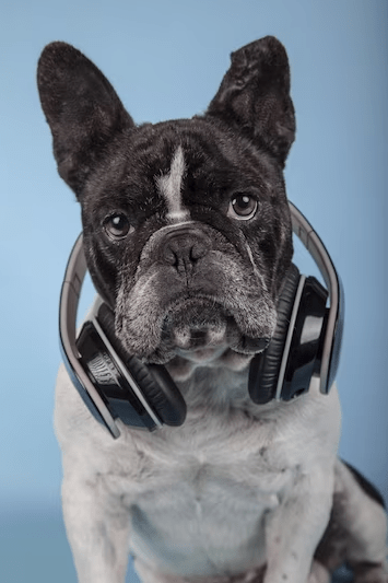 English Bulldog Puppy Sound Congested