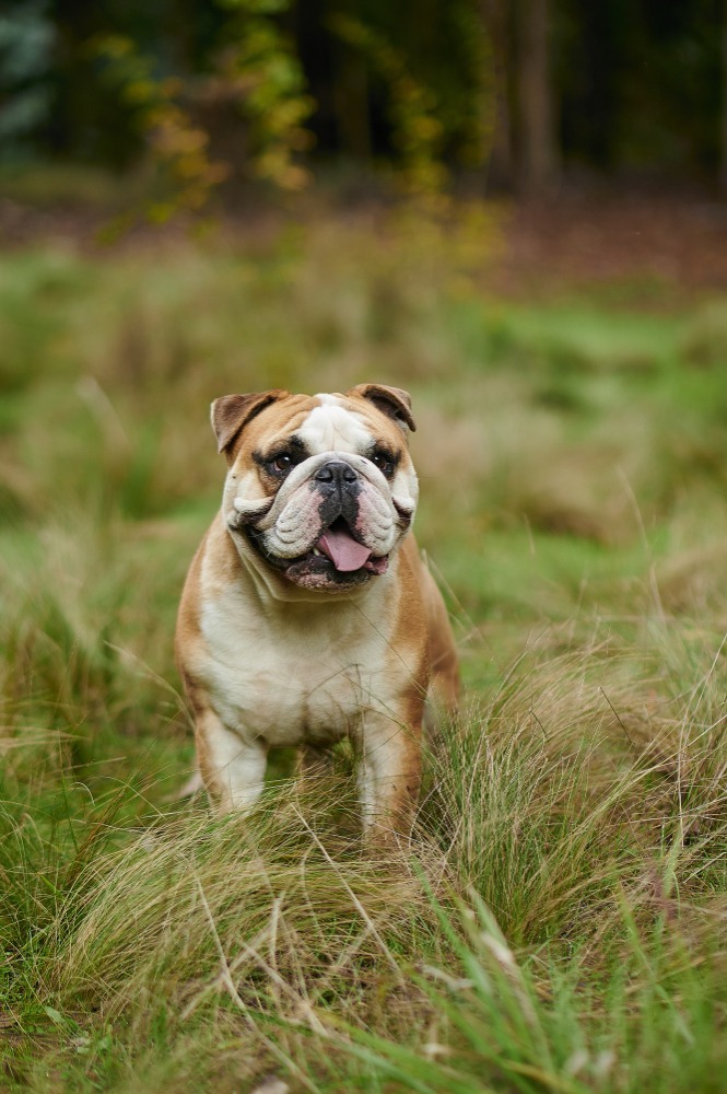 Can An Old English Bulldog Have Puppies?