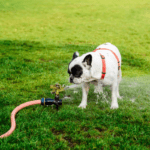 Do Bulldogs Drink A Lot Of Water?