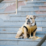 English Bulldogs Climb Stairs