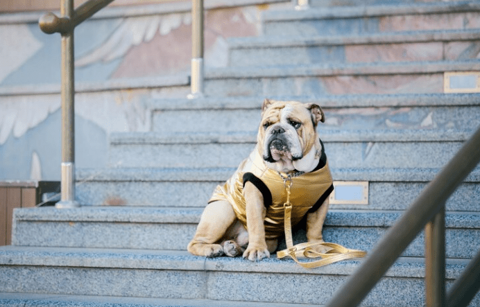 English Bulldogs Climb Stairs