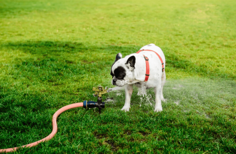 Do Bulldogs Drink A Lot Of Water?