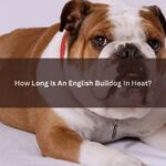 English Bulldog In Heat