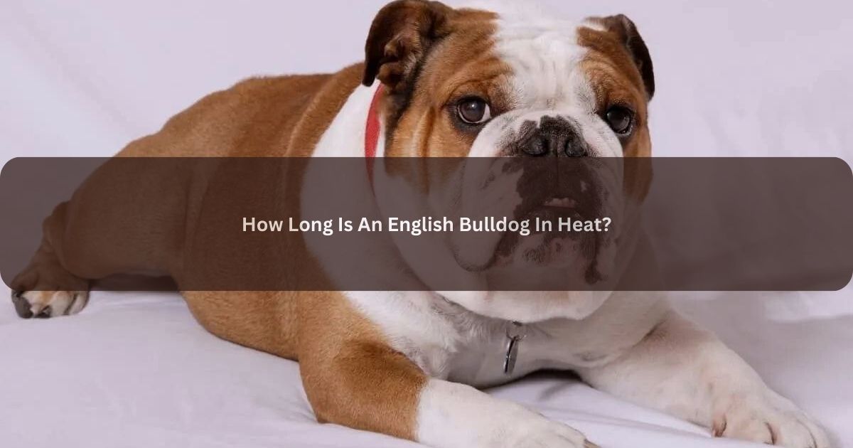 English Bulldog In Heat