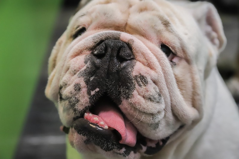 Bulldogs Have Flat Faces