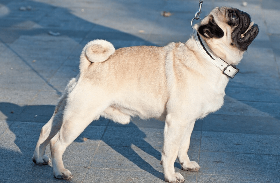 English Bulldogs Wag Their Tails