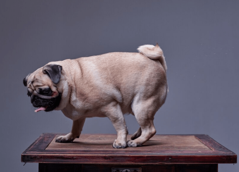 How High Can An English Bulldog Jump?