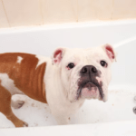 English Bulldogs Clean themselves