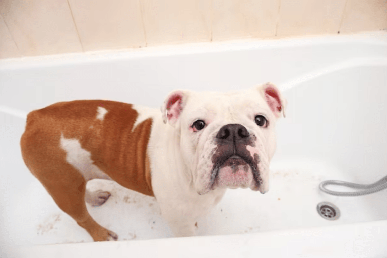 Can English Bulldogs Clean themselves?