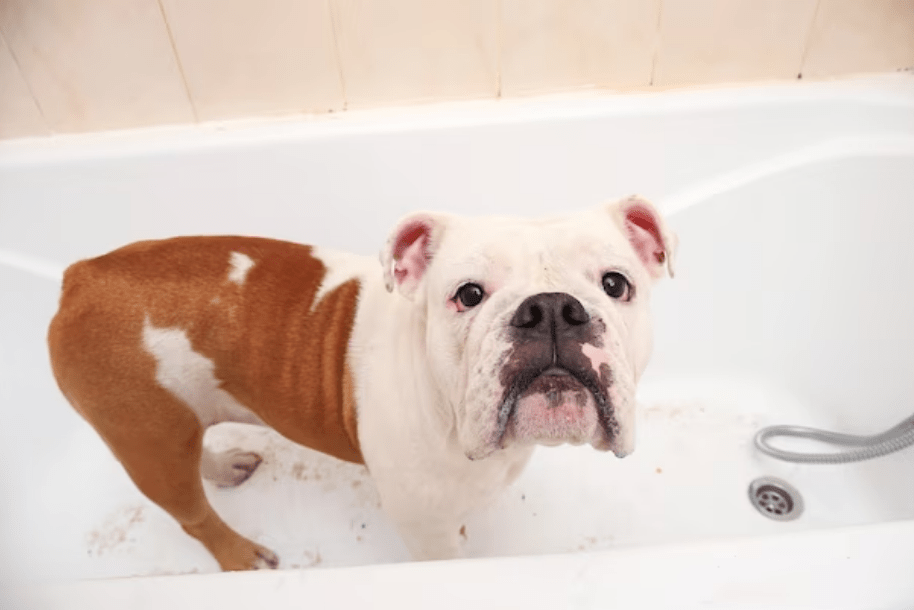 English Bulldogs Clean themselves