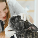 English bulldog need nose surgery