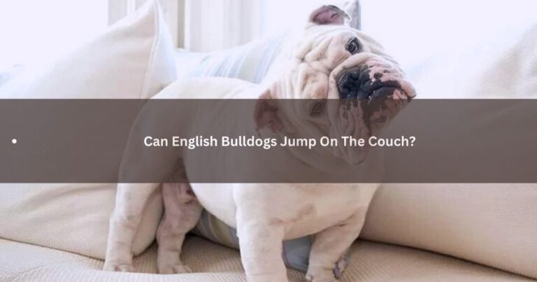 Can English Bulldogs Jump On The Couch?