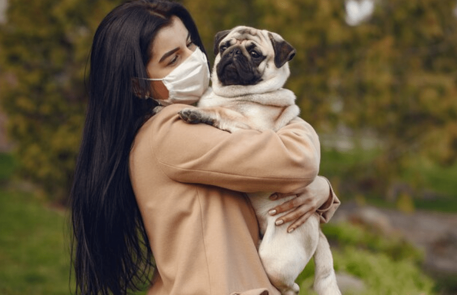 discipline an English bulldog