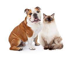 Bulldogs Good With Cats