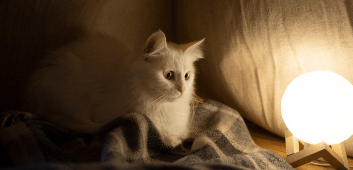 Ragdoll Cats: Discovering Their Origin and Fascinating Background Story.