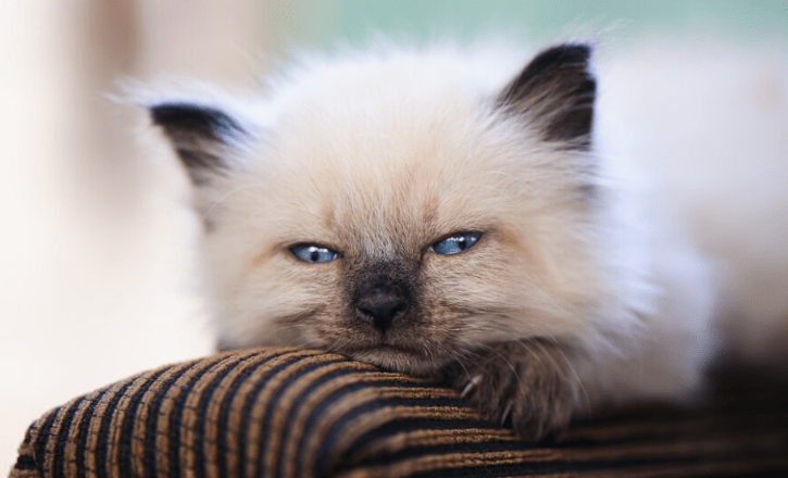 Ragdoll Kitten Appearance: A Delicate and Adorable Vision.