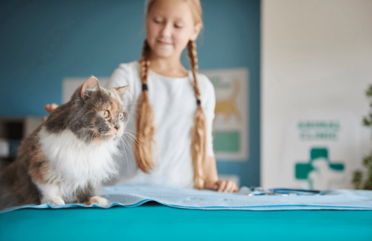 The Cost of a Ragdoll Kitten: Unveiling Price Consideration