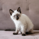 Decoding 'Ragdoll' Cat: Unveiling Its Mysterious Name