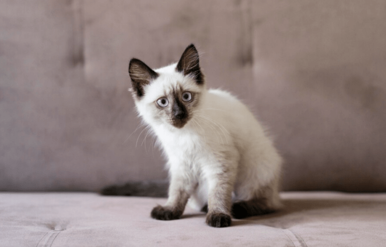 Unraveling the Mystery Behind Why a Ragdoll Cat is Called a ‘Ragdoll.